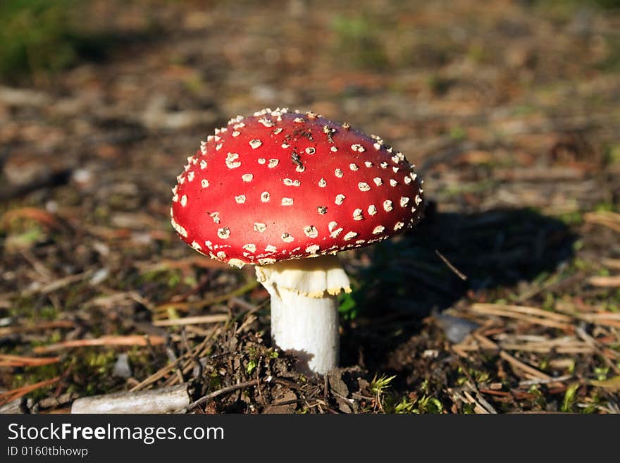 Beautiful but not an edible fungi a fly agaric
