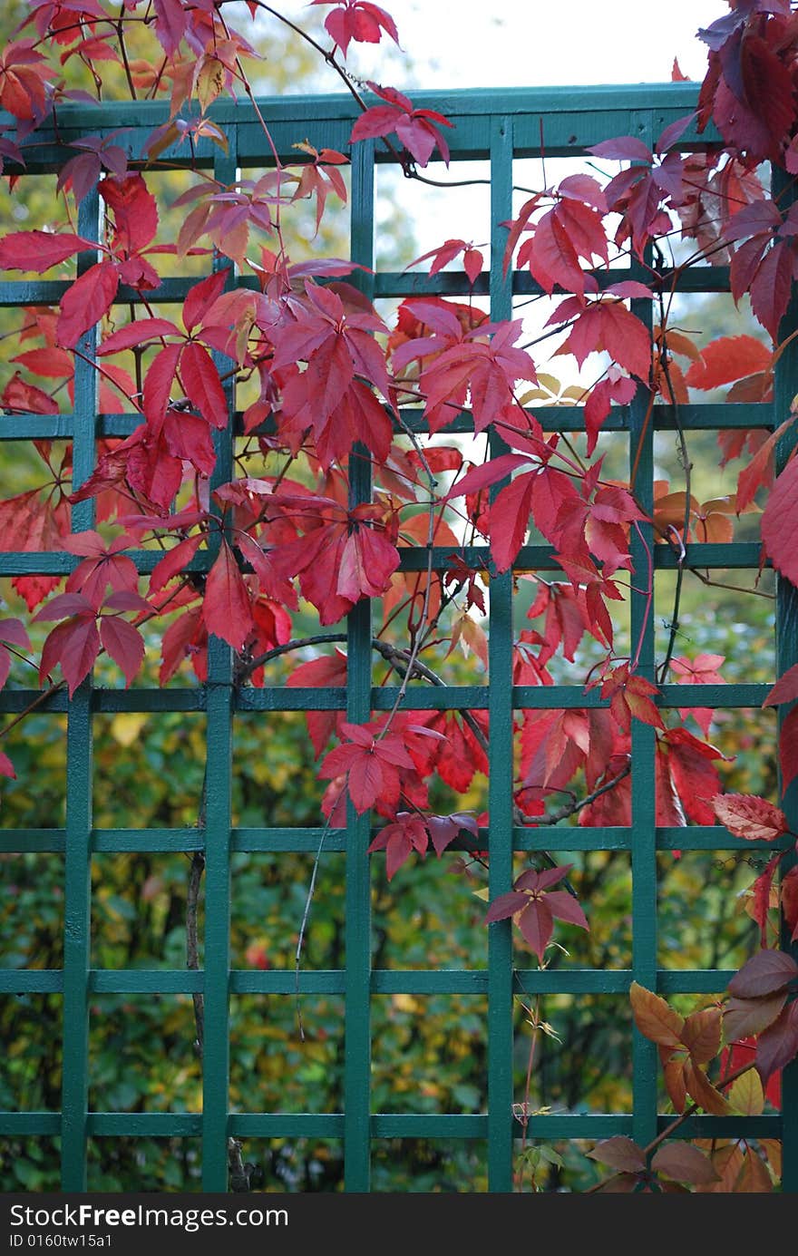 Red leaves of vine are in autumn on a background a green fence