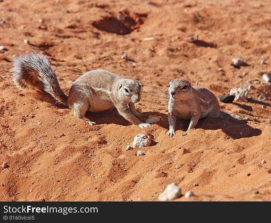 Ground Squirrel (Xerus Inaurus)