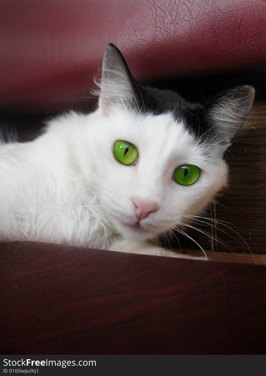 Small cat with green eyes