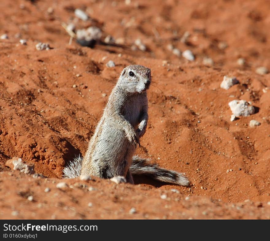 A Ground Squirrel in the Kalahari Desert, South Africa. A Ground Squirrel in the Kalahari Desert, South Africa