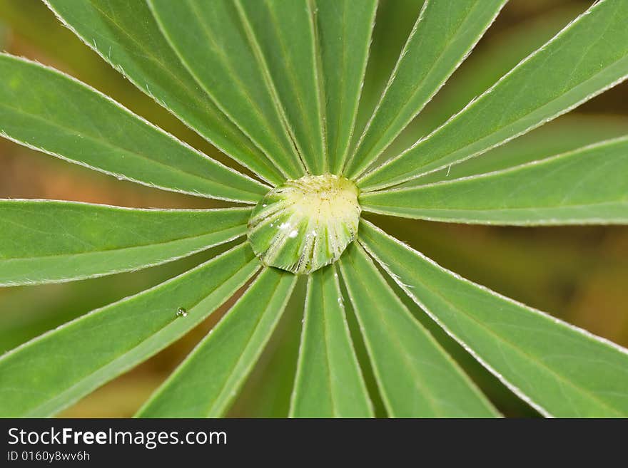 Small drop on green plant with green background