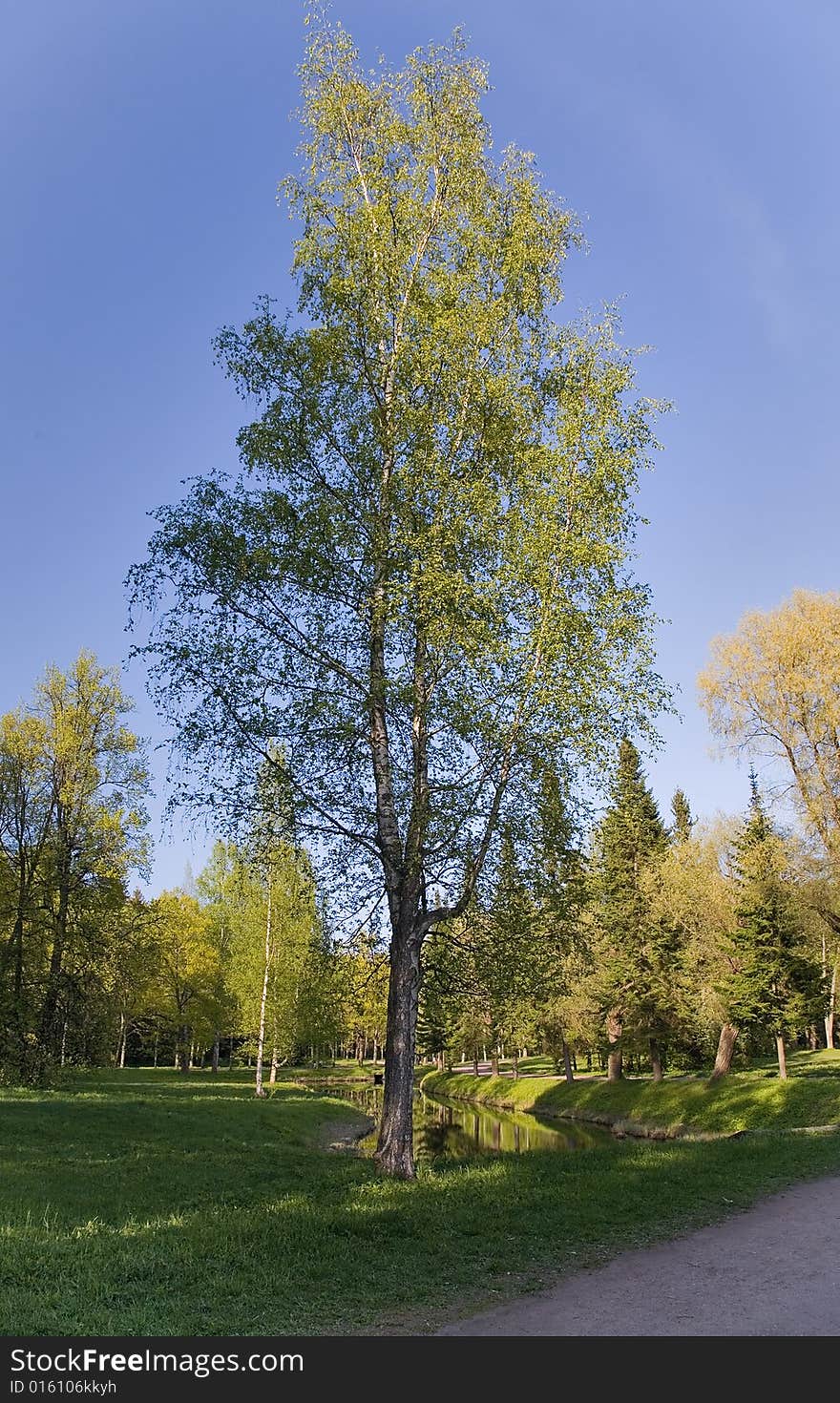 Single birch on meadow