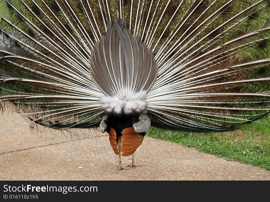 A Peacock s Back Side