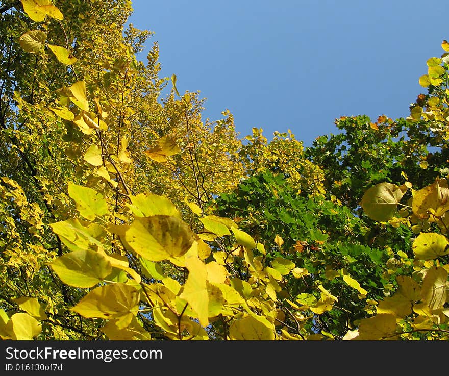 Autumn Trees.