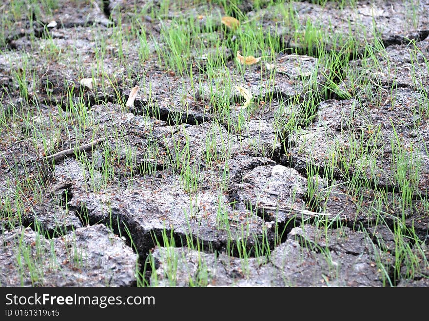 New lawn tries to push through the ground. New lawn tries to push through the ground