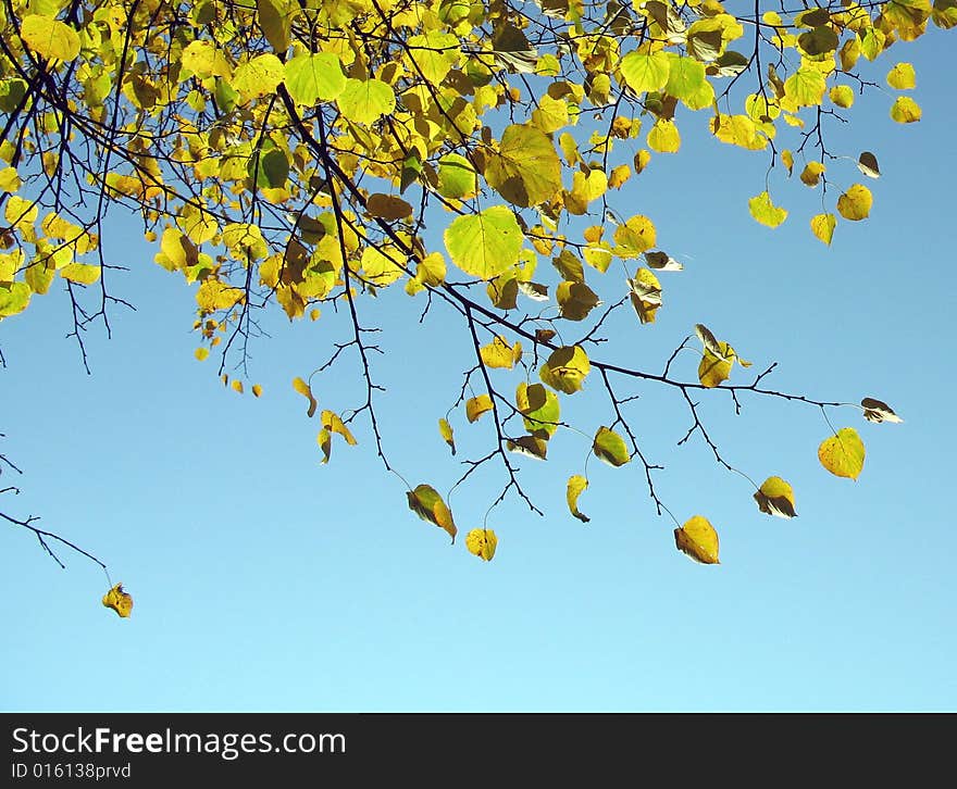 Autumn trees in one of the yards of Saint-Petersburg. Autumn trees in one of the yards of Saint-Petersburg.