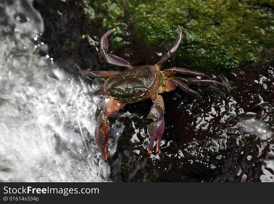 Freshwater crab in a stream