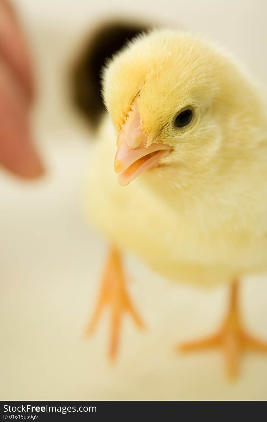 Baby chick looking straight ahead