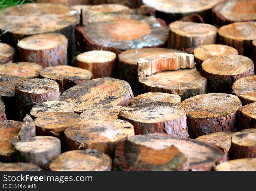 Trunks of trees