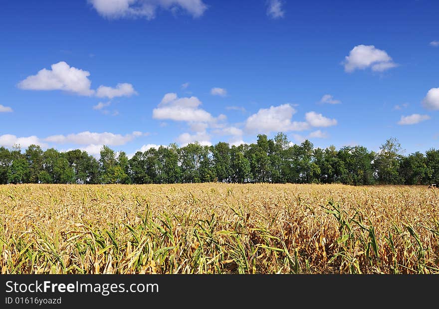 Autumn Landscape