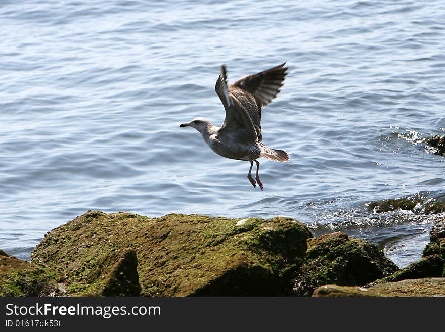 Seagull Flying