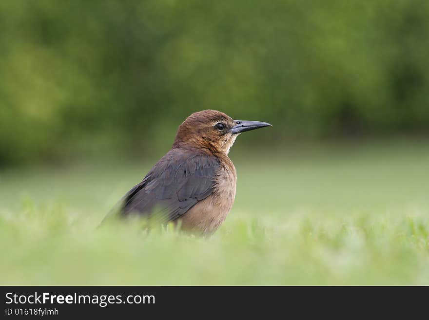 Brown Bird in Grass