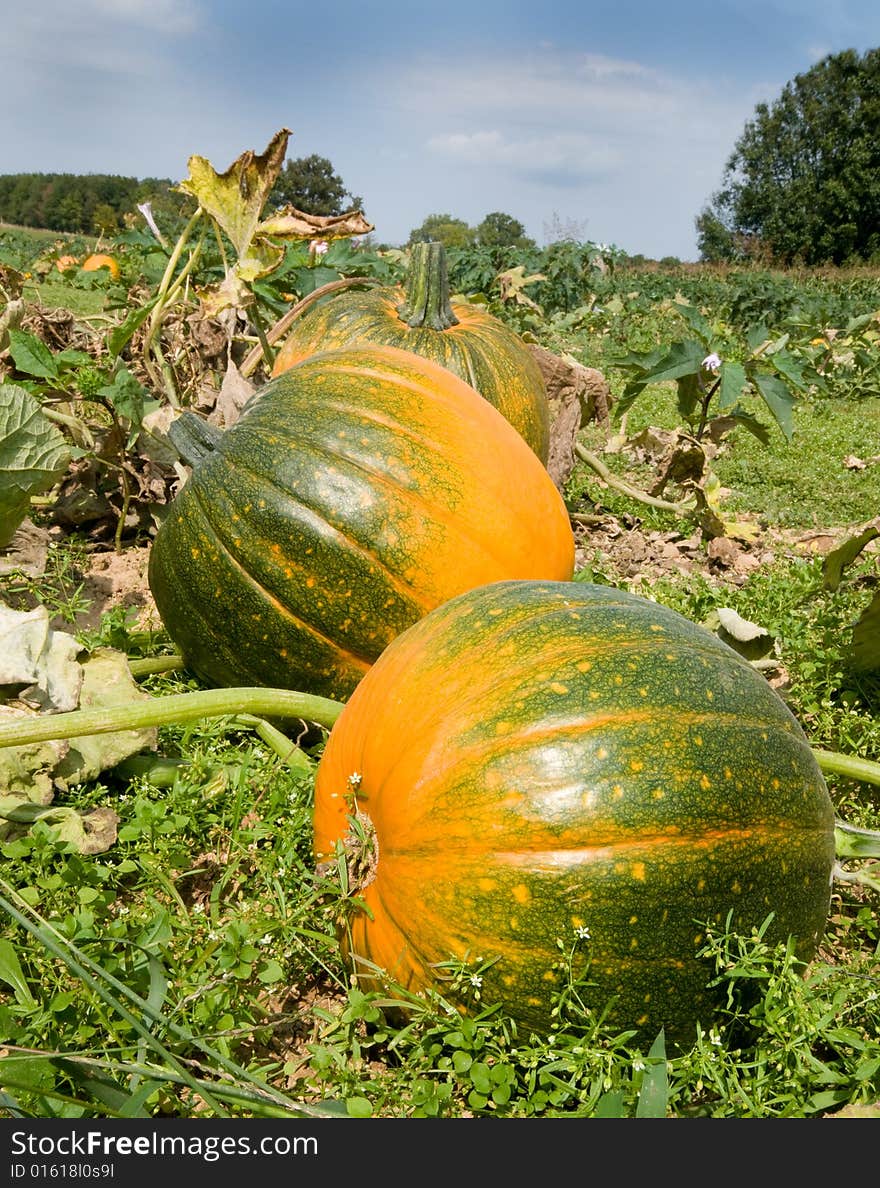 A shot of the fall pumkin harvest. A shot of the fall pumkin harvest.