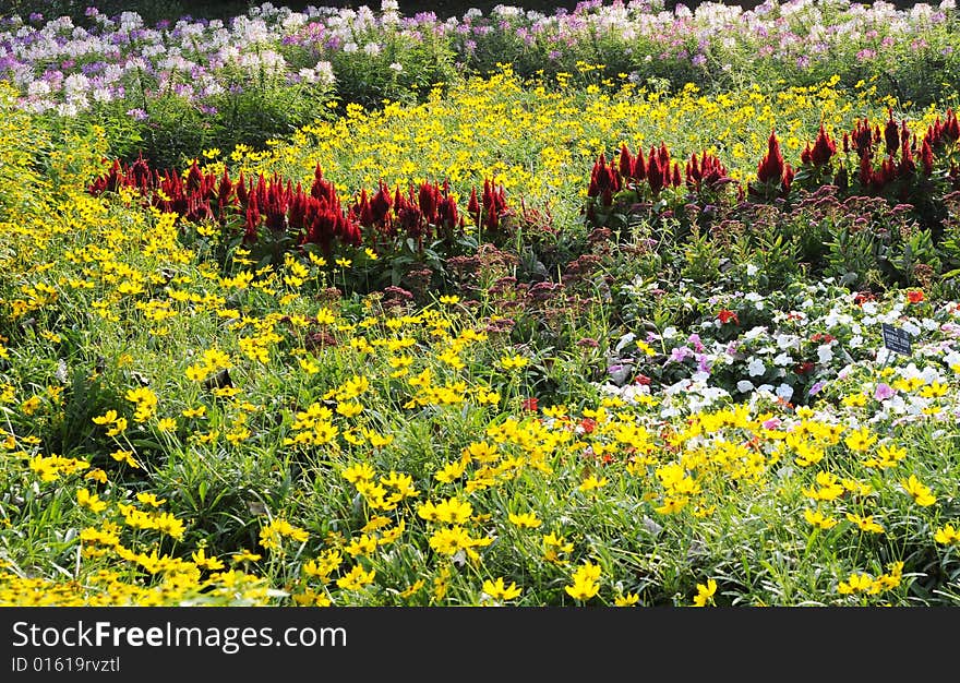 Garden with yellow flower, flower land