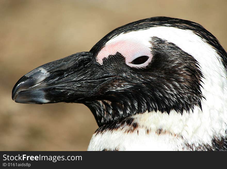 Cautious african penguin