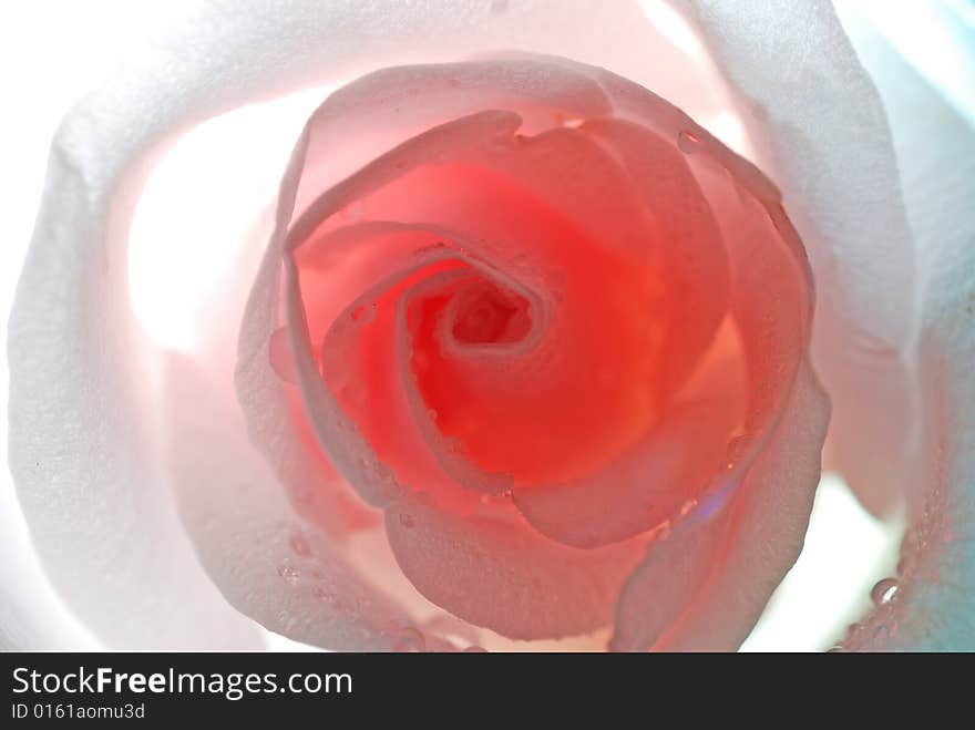 Backlighting macro shot : pink rose with dew