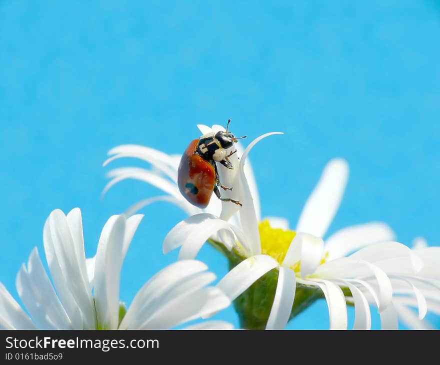 Ladybug on daisy, blue background. Ladybug on daisy, blue background