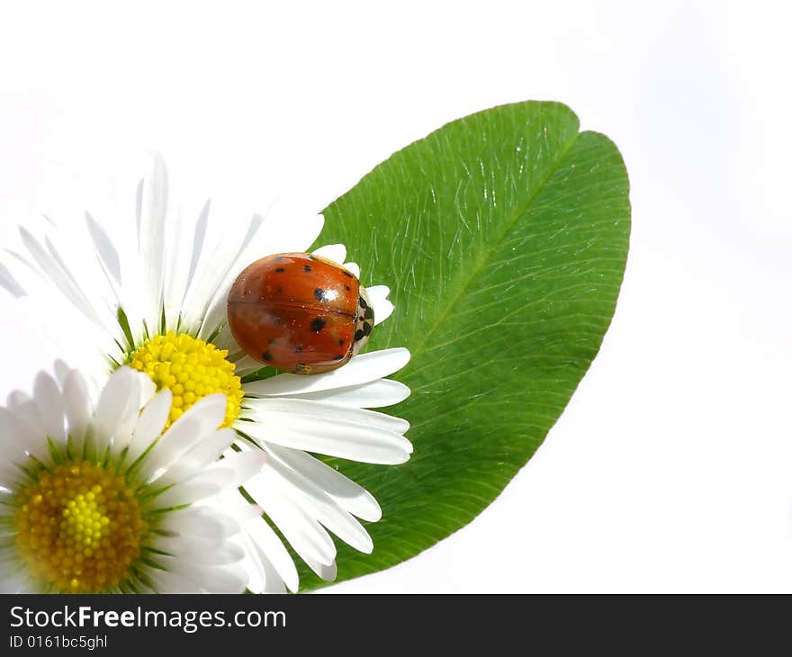 Ladybug on daisy, white background