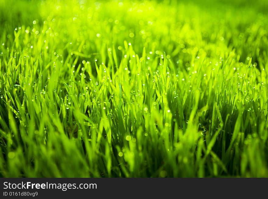 Macro shot of grass and drops