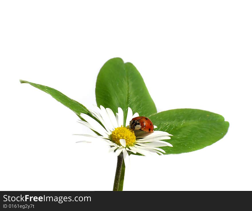 Ladybug on daisy, white background. Ladybug on daisy, white background