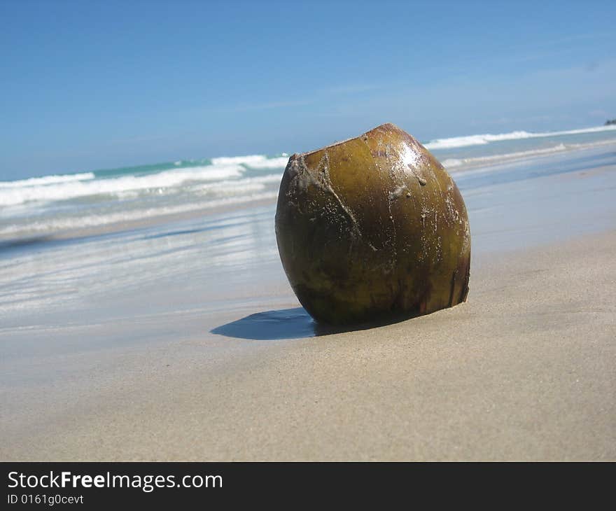 Coconut at the beach. Margarita Island, Venezuela