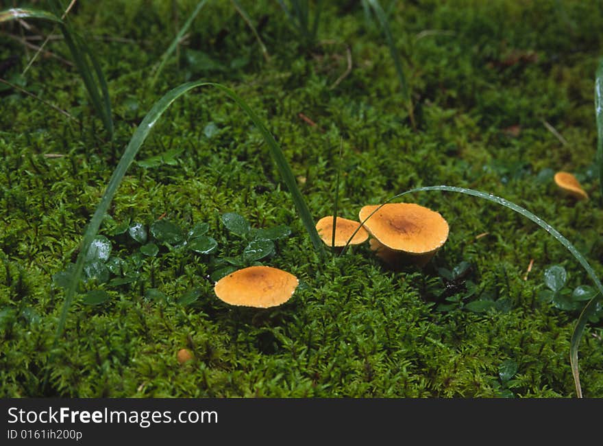 Mushrooms On The Forest Floor In Canadian Rockies