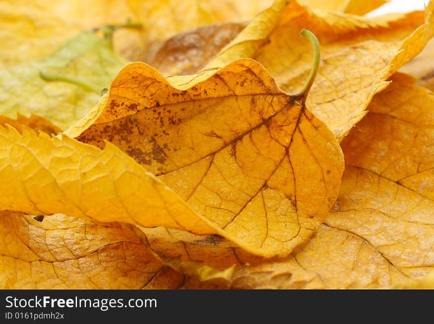 Colorful autumn leaves for background. Colorful autumn leaves for background