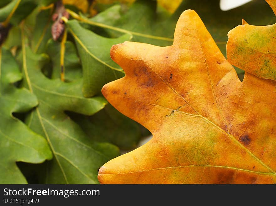 Colorful autumn leaves for background. Colorful autumn leaves for background