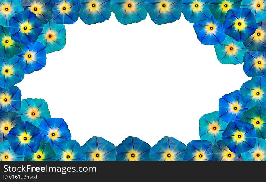 Frame from flowers on white background