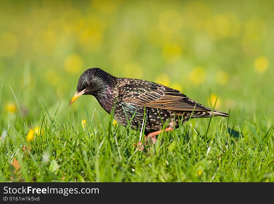 Bird - starling