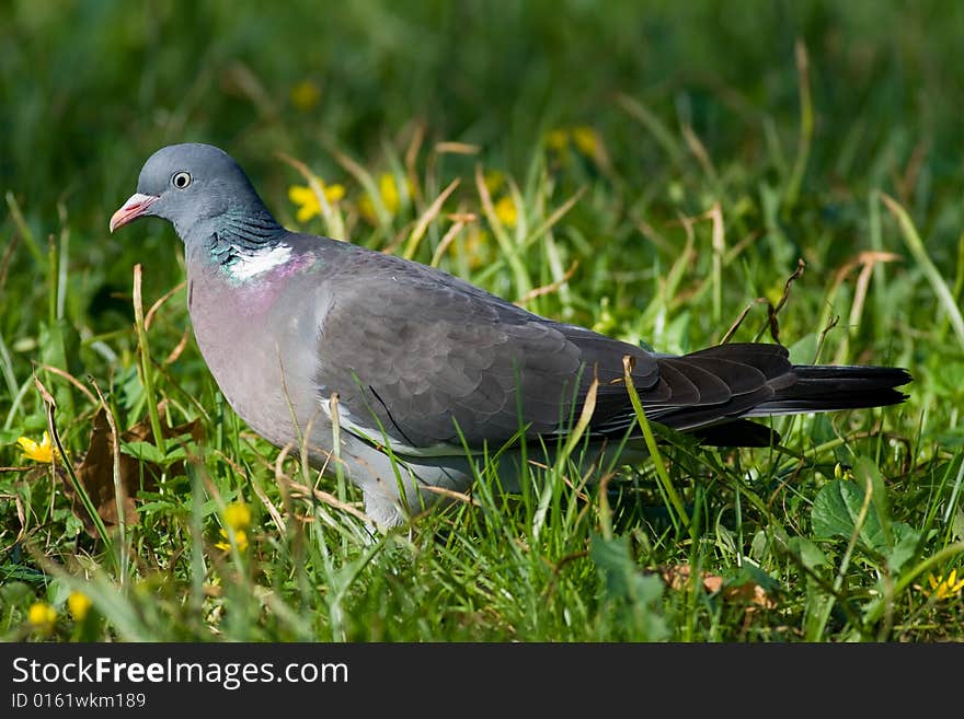 Bird - wood pigeon2