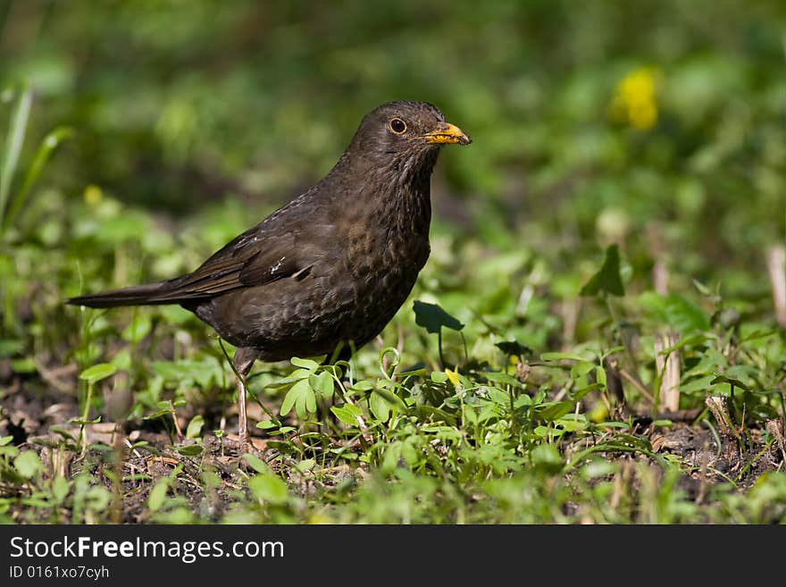 Bird - Blackbird 1