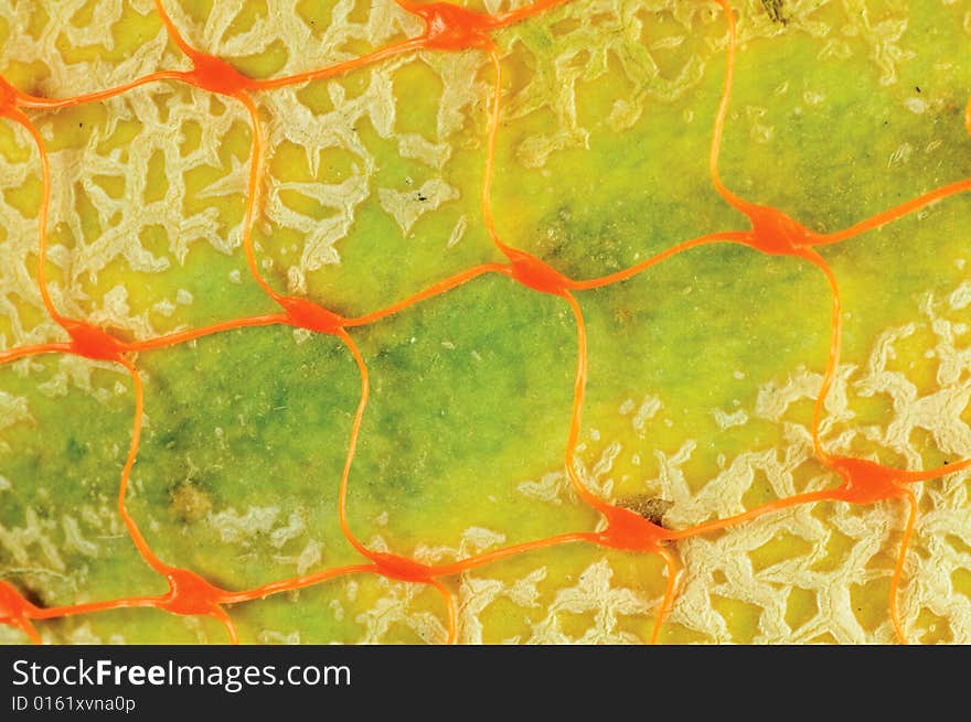 Macro of cantaloupe melon in orange storage net