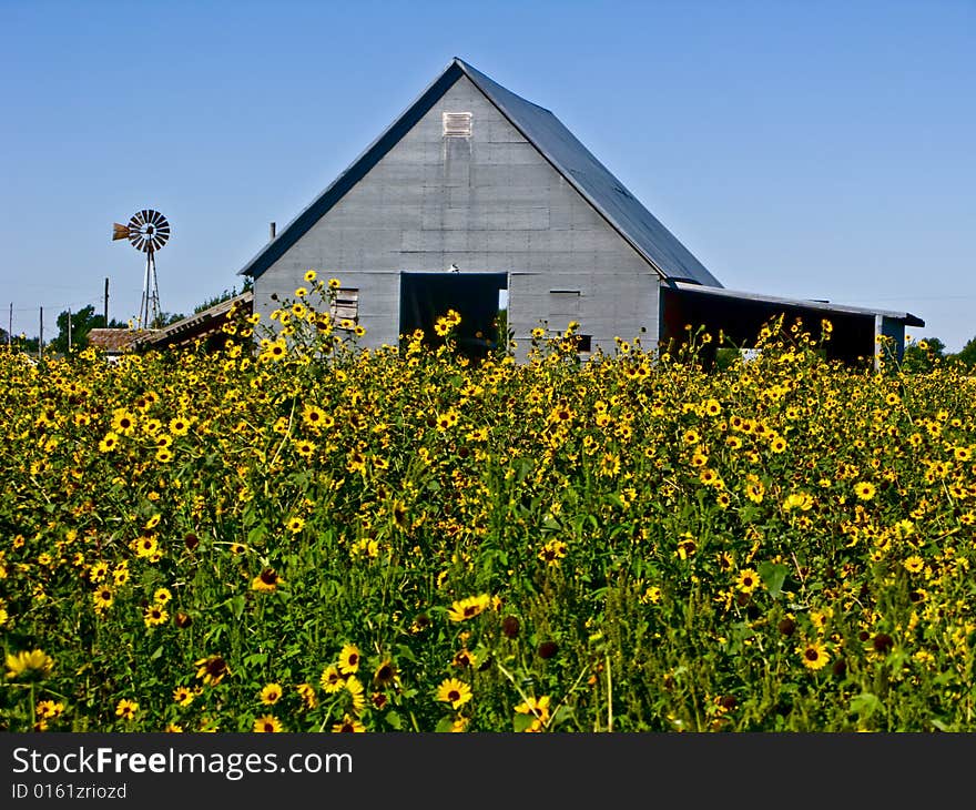 Barn And Wild Sunflowers