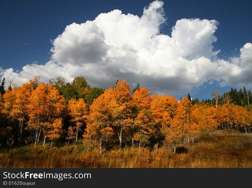 High Mountain Flat in the fall showing all the fall colors with mountains in the background. High Mountain Flat in the fall showing all the fall colors with mountains in the background