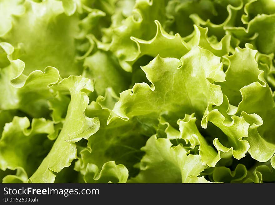 Green Leaf close up Background. Green Leaf close up Background.