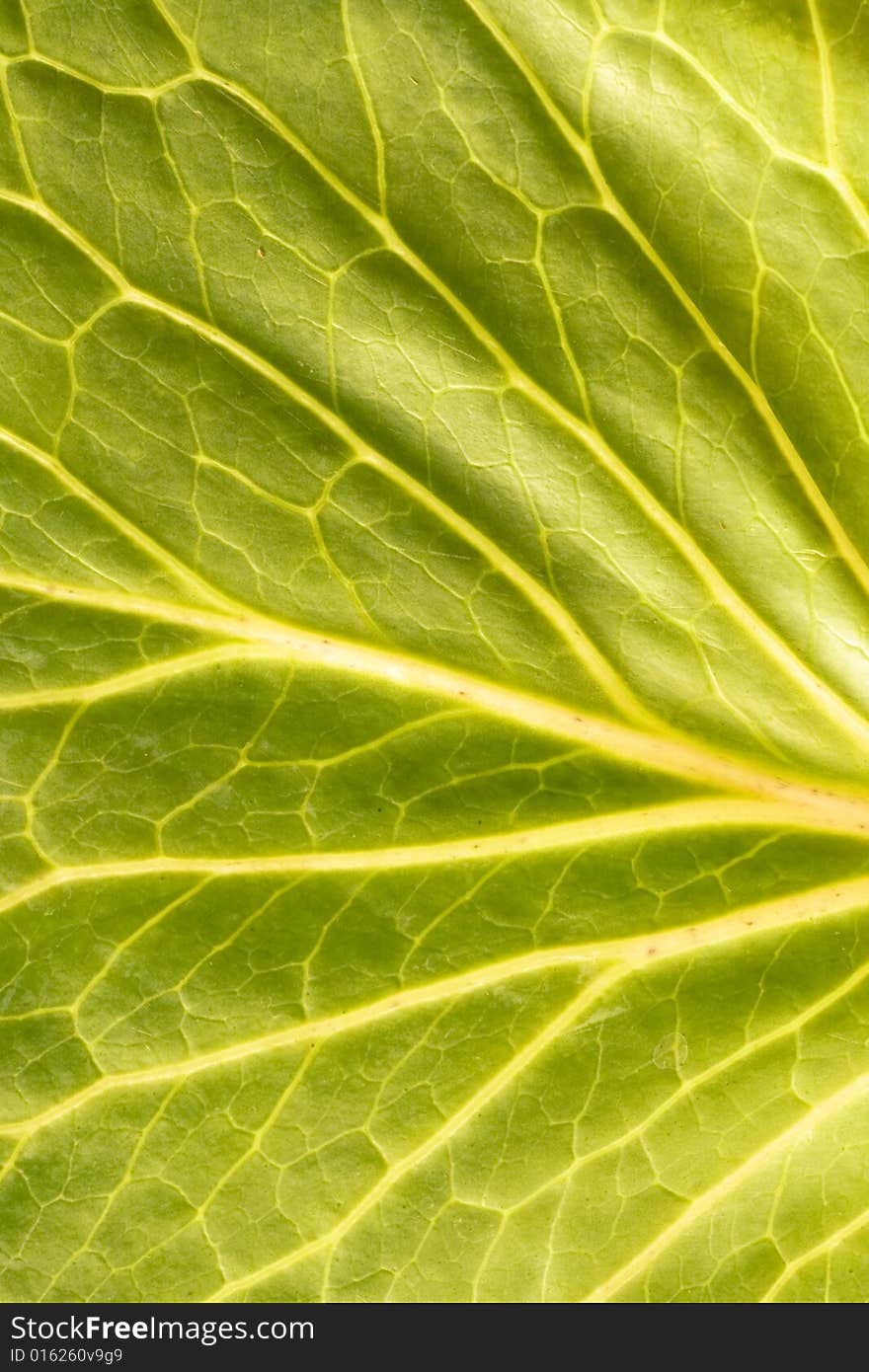 Green Leaf close up Background. Green Leaf close up Background.