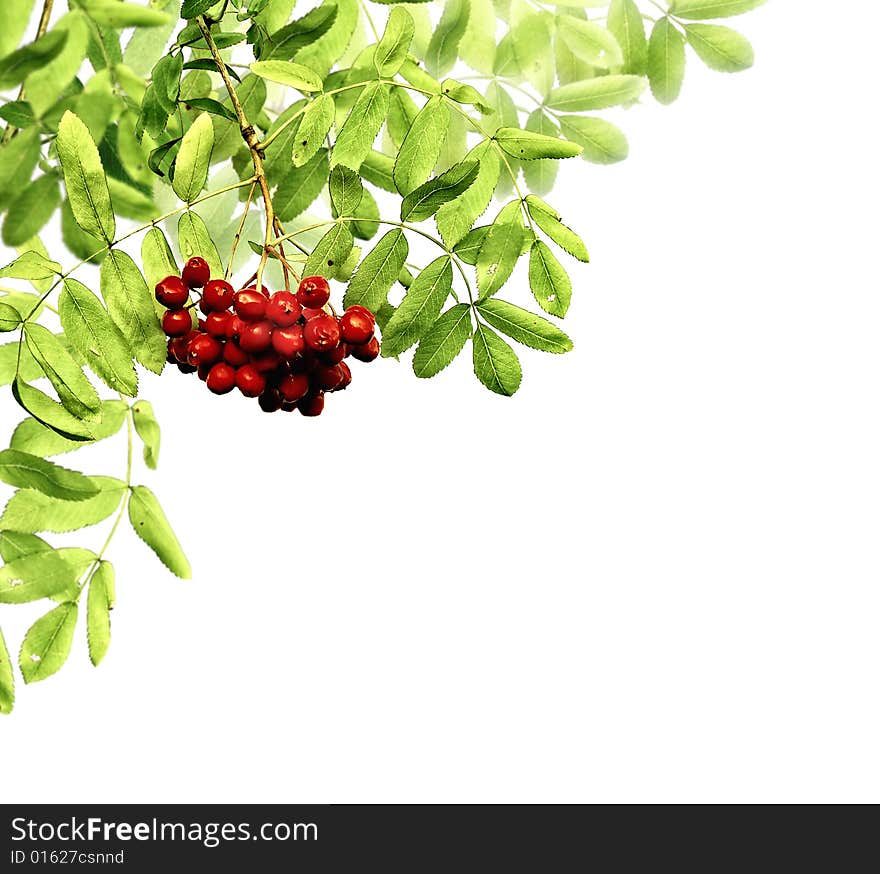 Leaves and berries