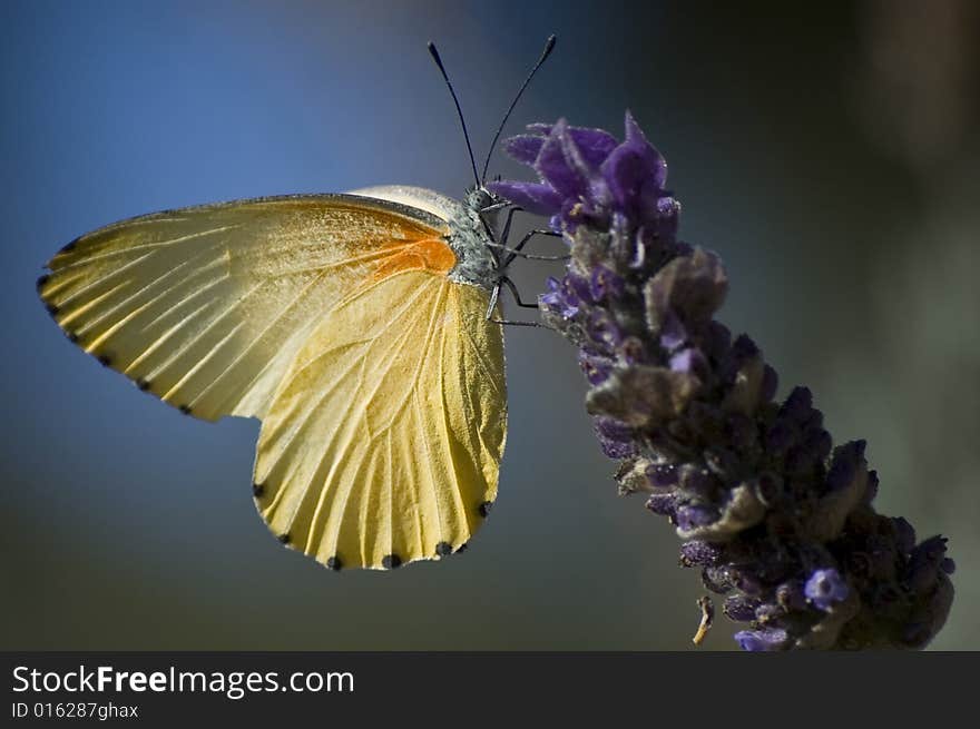 Yellow African Butterfly