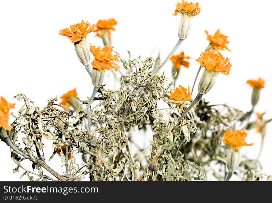 Flowers isolated on white background. Flowers isolated on white background.