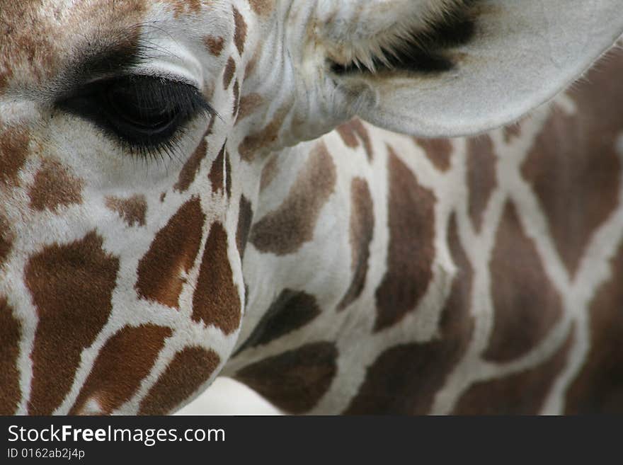 Pretty Girafe watching at me. Pretty Girafe watching at me