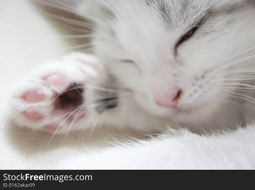 Small cat sleeping on the chair