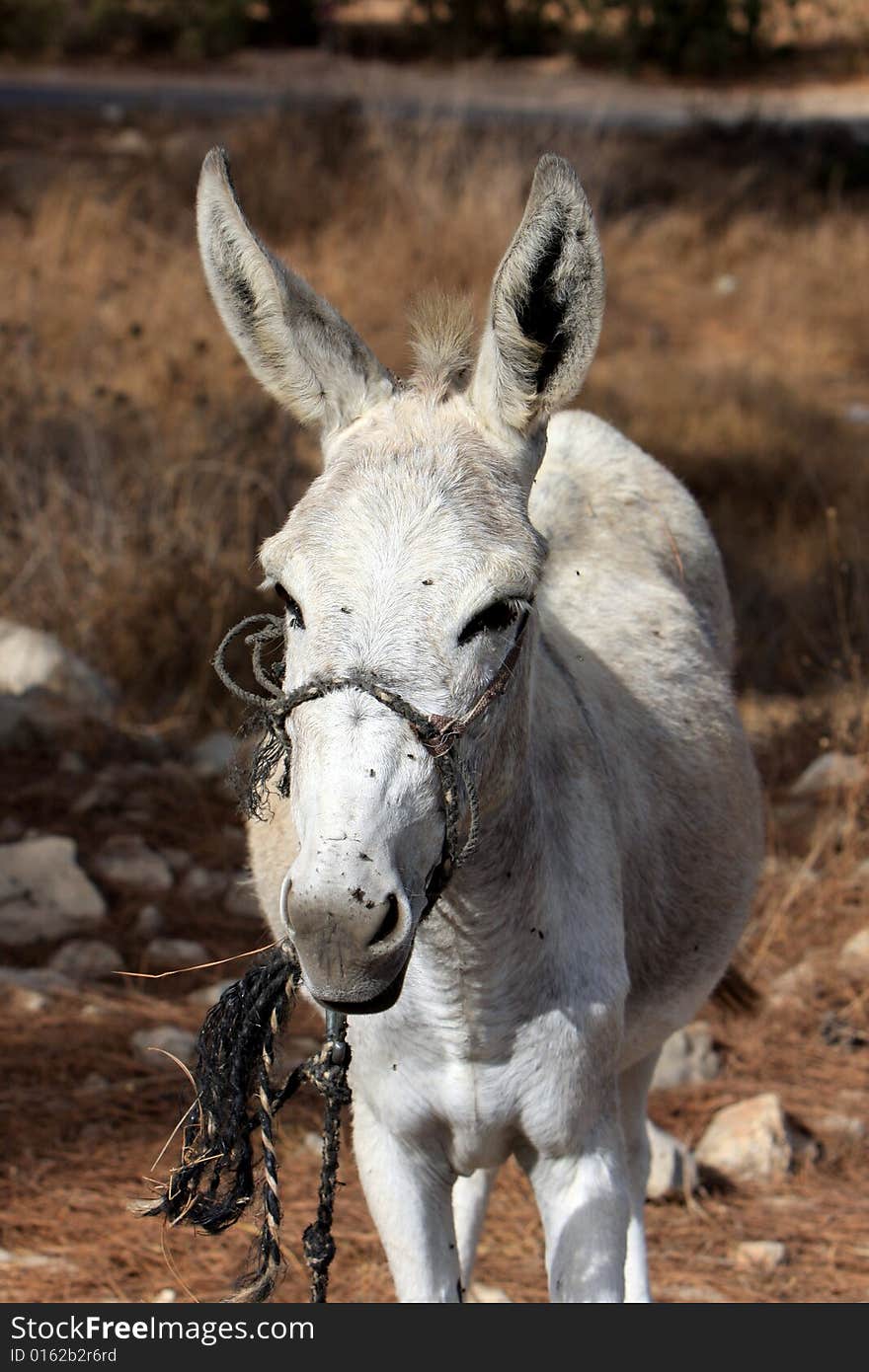 White Donkey Standing - Portrait Orientation. White Donkey Standing - Portrait Orientation