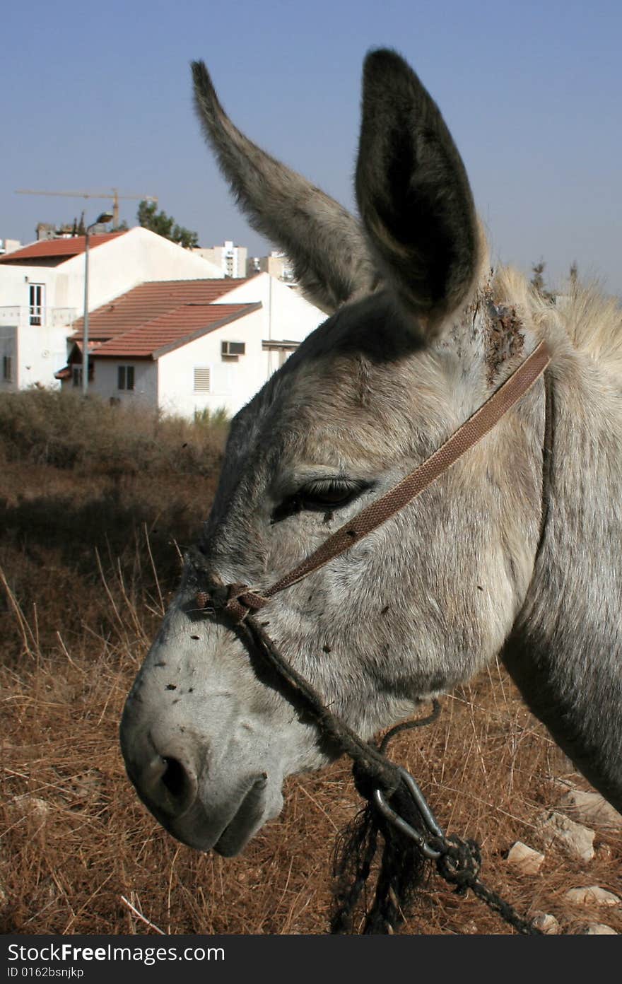 Grey Tied Donkey - Profile View. Grey Tied Donkey - Profile View