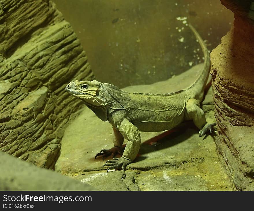 Young iguana resting on a rock