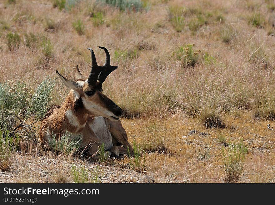 Antelope resting