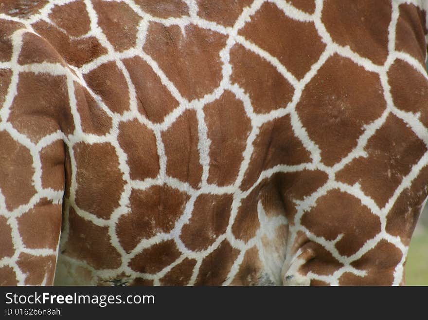 Standing Giraffe skin Pattern at the zoo