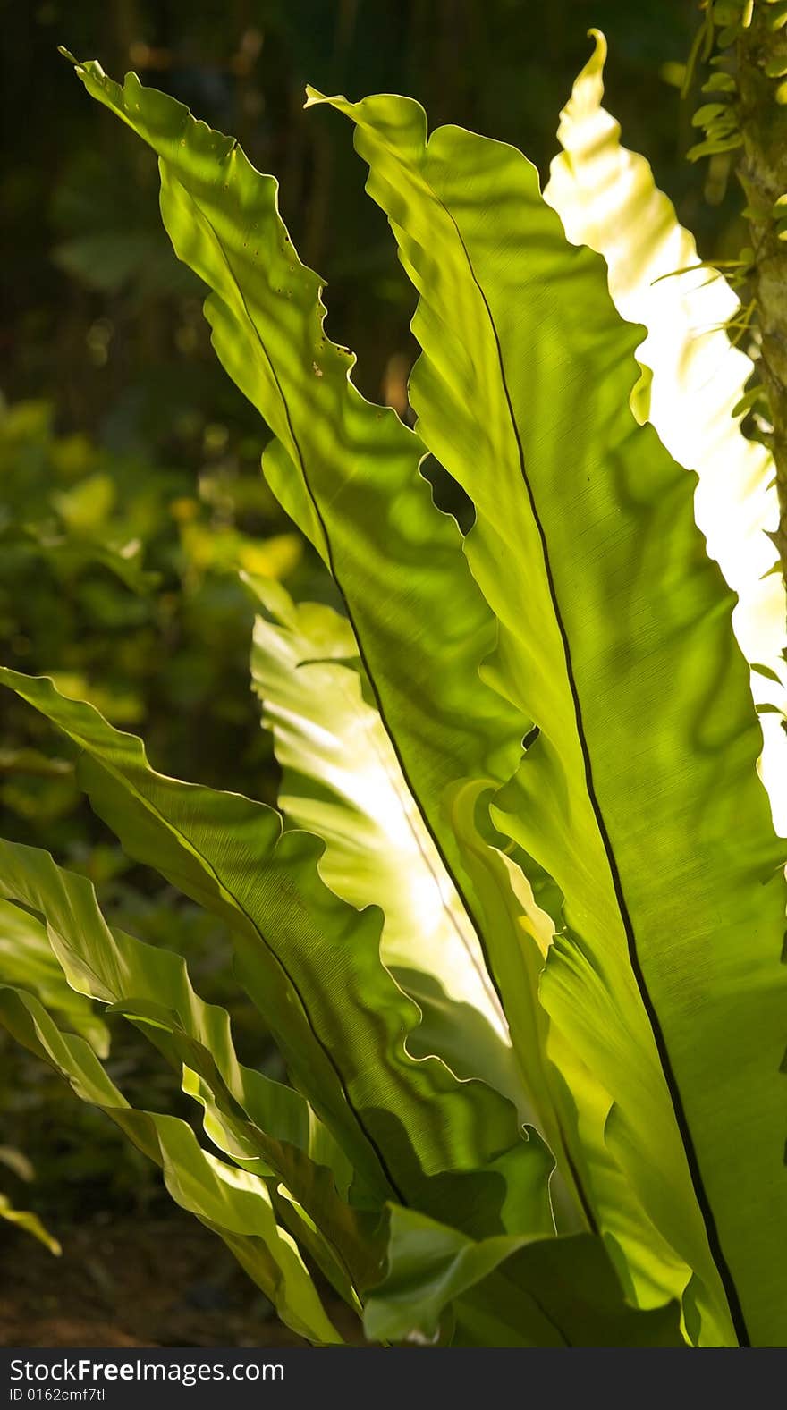 Large fronds of the bird nest fern