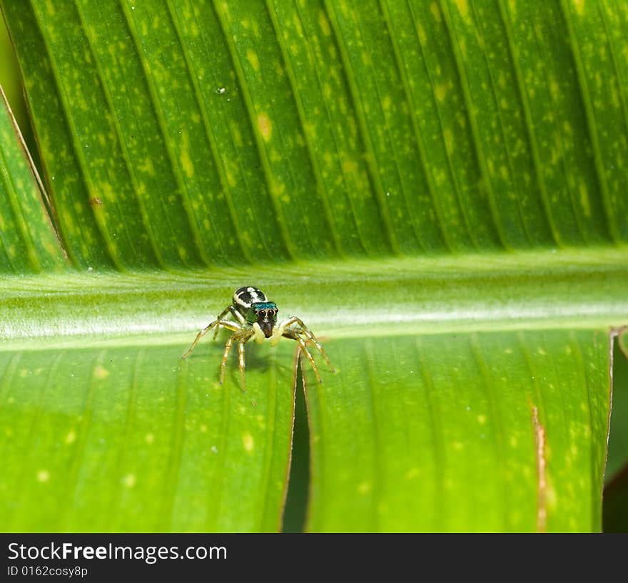 Tiny iridescent jumping spider on the spine of a large heliconia leaf